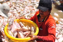 Người dân ngất xỉu vì hàng nghìn tấn cà nuôi bè chết trắng sông