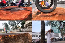 Khung cảnh lạ lẫm đường Tôn Đức Thắng khi mất hàng cổ thụ