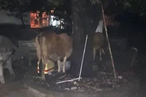 TP HCM: Thanh niên ăn mặc sành điệu dắt bò “đi ăn” giữa phố trong đêm