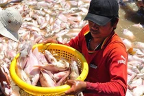 Người dân ngất xỉu vì hàng nghìn tấn cà nuôi bè chết trắng sông