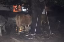 TP HCM: Thanh niên ăn mặc sành điệu dắt bò “đi ăn” giữa phố trong đêm