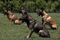 Hàng chục chó nghiệp vụ lùng sục tên cướp trốn trong đồng cỏ