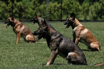 Hàng chục chó nghiệp vụ lùng sục tên cướp trốn trong đồng cỏ