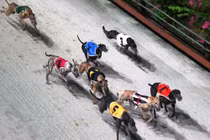 Đầu xuân Mậu Tuất, thăm trường đua chó số một Việt Nam