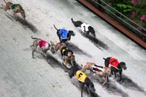 Đầu xuân Mậu Tuất, thăm trường đua chó số một Việt Nam