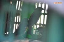 Theo chân thợ, đi săn chim sẻ đồng ở Hà nội