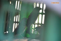 Theo chân thợ, đi săn chim sẻ đồng ở Hà nội