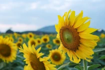 Mãn nhãn cánh đồng hoa hướng dương lớn nhất Việt Nam đã bung nở