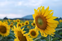 Mãn nhãn cánh đồng hoa hướng dương lớn nhất Việt Nam đã bung nở