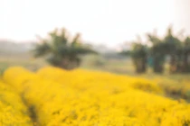 2 cánh đồng hoa vàng rực dịp cuối năm, là điểm hẹn lý tưởng cho những ngày nghỉ Tết Dương lịch sắp tới