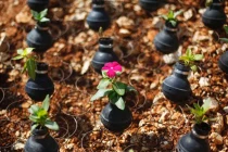 Ngắm hoa nở trên lựu đạn hơi cay ở Bờ Tây