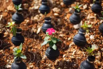 Ngắm hoa nở trên lựu đạn hơi cay ở Bờ Tây