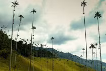 Kinh ngạc thung lũng cọ khổng lồ, kỳ dị ở Colombia