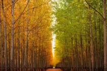 Ngắm rừng bạch dương đẹp hút hồn ở Mỹ