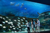 Thế giới mê hoặc ở thủy cung lớn nhất thế giới