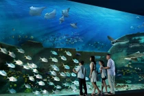 Thế giới mê hoặc ở thủy cung lớn nhất thế giới