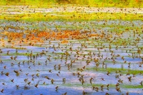 Chiêm ngưỡng hàng triệu phù du “yêu tập thể” 