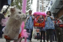 Lại "trò lố đại gia": Tổ chức đám cưới chó linh đình