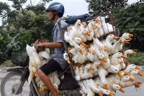 Xe máy chở vịt ở Việt Nam lên báo Mỹ