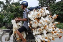 Xe máy chở vịt ở Việt Nam lên báo Mỹ