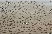 Ngắm kiệt tác 9.000 “người lính” trên bãi biển Normandy 