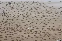 Ngắm kiệt tác 9.000 “người lính” trên bãi biển Normandy 