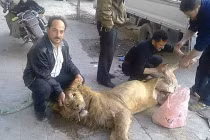 Quá đói nên đành ăn thịt... sư tử