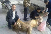 Quá đói nên đành ăn thịt... sư tử