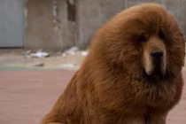 Vườn thú TQ dùng chó nhà đóng thế sư tử