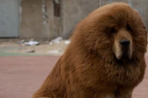 Vườn thú TQ dùng chó nhà đóng thế sư tử