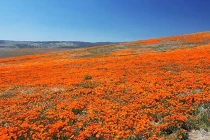 Thung lũng hoa anh túc khổng lồ ở California