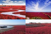 Kinh ngạc bãi biển đỏ rực ở TQ vào mùa thu