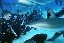 Phát cuồng lặn cùng cá mập “đỉnh” nhất thế giới 