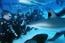 Phát cuồng lặn cùng cá mập “đỉnh” nhất thế giới 