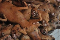 Quá đói, tín đồ Hồi giáo phá luật... ăn chó, mèo