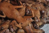 Quá đói, tín đồ Hồi giáo phá luật... ăn chó, mèo