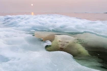 Loạt ảnh tuyệt đẹp đoạt giải cuộc thi ảnh National Geographic 2013
