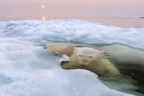 Loạt ảnh tuyệt đẹp đoạt giải cuộc thi ảnh National Geographic 2013