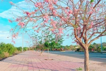 Con đường đỗ mai tuyệt đẹp ven biển Phan Thiết