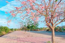Con đường đỗ mai tuyệt đẹp ven biển Phan Thiết