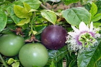 Trồng chanh leo phủ xanh sân thượng thỏa sửa làm thức uống