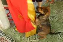 Ngày cô chủ lấy chồng, chú chó ôm chân không muốn rời xa