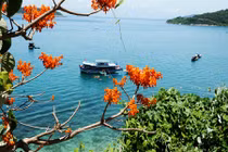 Hoa ngô đồng bừng nở đẹp ngỡ ngàng ở Cù Lao Chàm