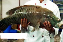 Cá sống cả trăm mét dưới đáy biển, giá 2,3 triệu/kg