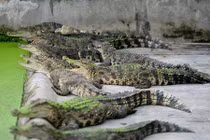 Cận cảnh bên trong trại cá sấu hàng nghìn con ở Sài Gòn