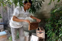 Thong thả nuôi ong ven biển, “bỏ lợn” 200 triệu/năm