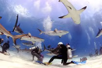 Rợn người trước cảnh thợ lặn bị 80 con cá mập bao vây