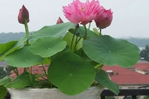 Trồng ngay 5 loại hoa "hộ mệnh" để hóa giải vận xấu