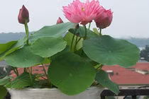 Trồng ngay 5 loại hoa "hộ mệnh" để hóa giải vận xấu