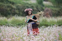 Hoa tam giác mạch Hà Giang nở rộ, du khách không muốn về